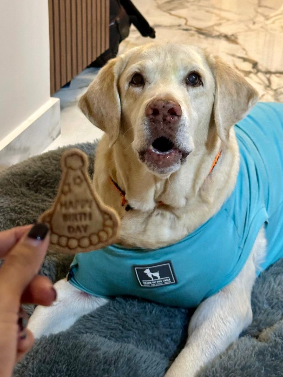 A happy golden retriever in a bandana — a Pet Gobbles customer