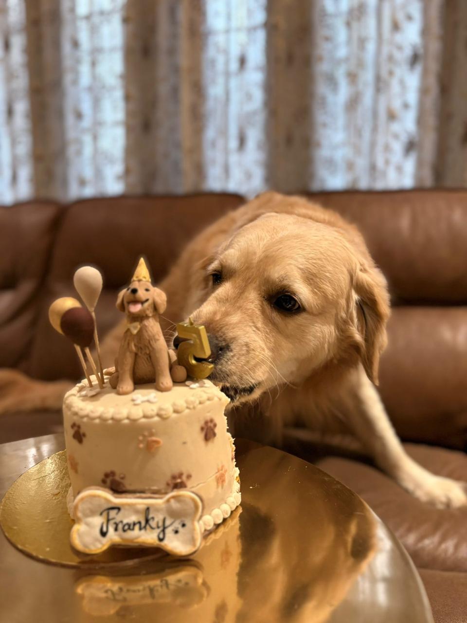 A dog beside its Pet Gobbles birthday cake