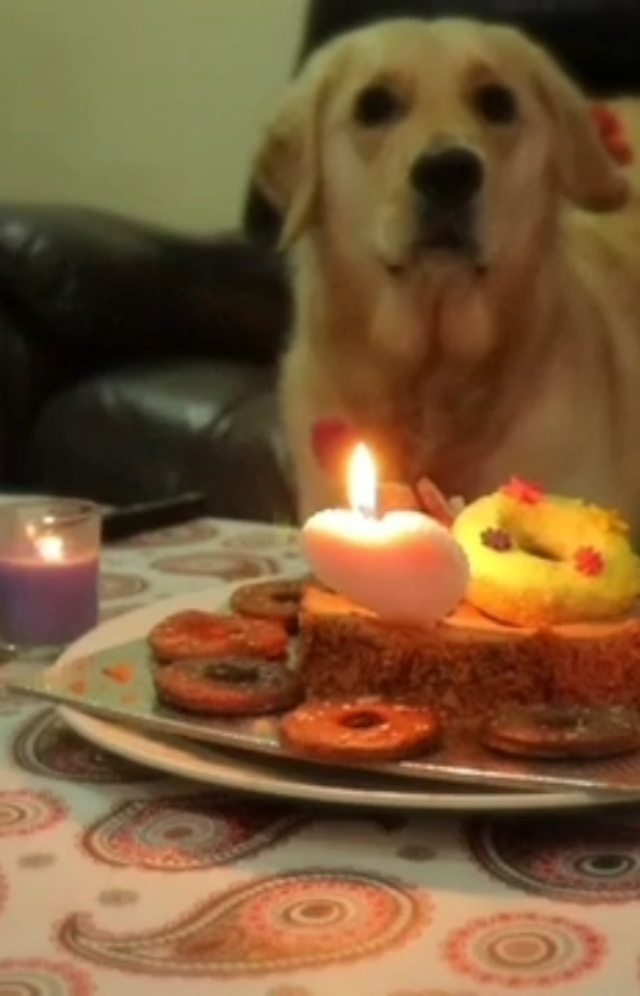 A golden retriever waiting behind a candle-lit Pet Gobbles cake