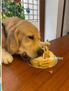 A golden retriever happily eating a Pet Gobbles cake